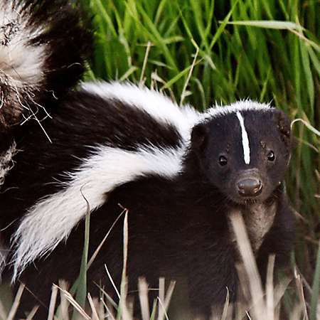 skunk